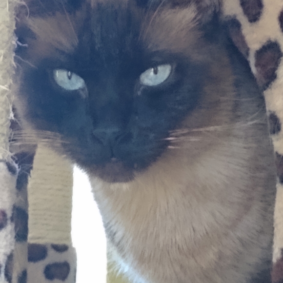 Meet your Posher, Darlene - Picture 12 of 16